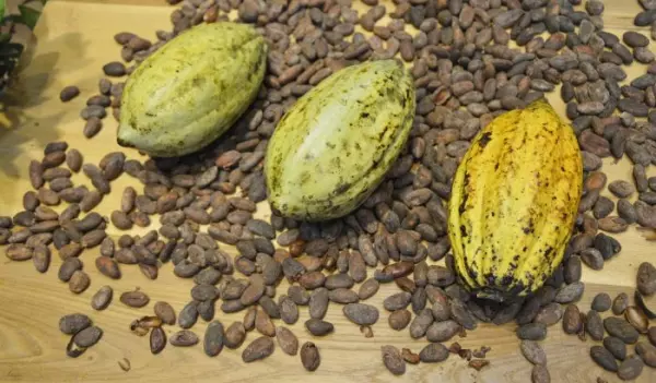 Flavonoids in cocoa