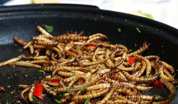 Yellow mealworm receives approval as a novel food
