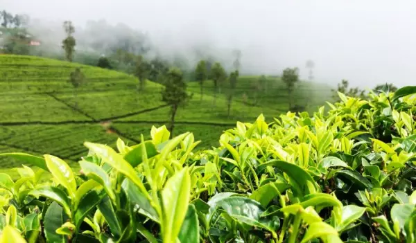 Global Tea Analysis by Tentamus