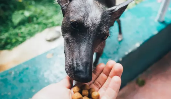 Tested dry food for senior dogs